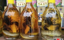 蛇泡酒两年后咬死人？蛇泡酒怎样才能保证安全