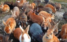 澳大利亚人为什么不吃野兔,澳洲成灾的野兔