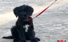 什么狗适合家养?盘点十大适合家养的狗品种