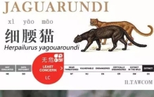 动物 猫咪,动物世界猫咪