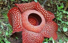 全球最臭的花,世界上最臭的花是什么花呢