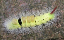 盘点世界上生命力最顽强的植物:第一能耐受零下273度