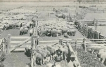 每年8000万吨  澳大利亚牛羊粪便泛滥成灾  只能进口屎壳郎来解决