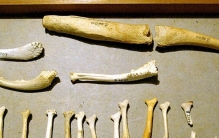 人类祖先的“丁丁”有骨头，现代人类怎么没有“丁丁骨”呢？