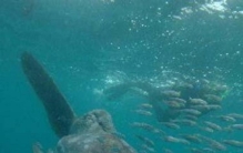 水怪奇谭黑暗深水中的它们在哪,尼斯湖水怪深水传说真的存在吗