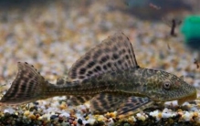 清道夫是什么?专门吞食水中垃圾的鱼类(入侵物种)