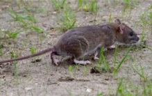 世界上最大的老鼠有多大