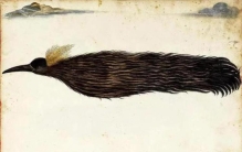 和鸟一起睡觉,天堂鸟的真实传说