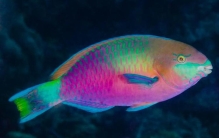 鹦嘴鱼介绍,鹦嘴鱼有什么用