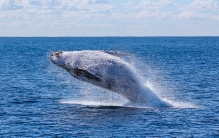 公认的10种体型庞大的海洋生物，蓝鲸排第一名