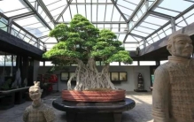 世界上已知的最古老的7棵盆景树，榕树盆景排第一位