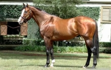 世界十大身价最贵宠物