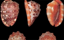 世界十大著名海螺  有一种生存了几亿年
