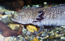 6种动物的奇闻趣事,10个动物趣闻趣事