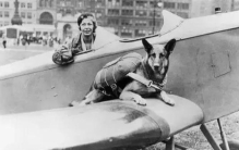 关于狗狗的15个奇闻轶事你知道几个,狗狗趣闻