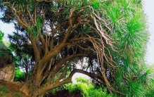 活了 6000年！海南龙血树1年长高1厘米，割开树皮会流出“龙血”