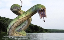 世界最大的蛇：排名第一重量高达1100公斤？鳄鱼在它眼里就是零食