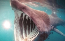 世界十大孕期最长动物排名：姥鲨排第一，孕期长达4年