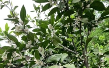 蛇的灵性以及所谓的灵魂和灵异现象,灵性蛇