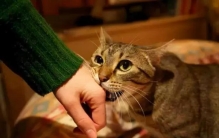 猫咪恨你的十种表现,猫咪爱你的十二个表现