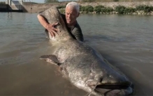 都是鲶鱼  菜场买的鲶鱼和湄公河里的鲶鱼  为什么差距这么大
