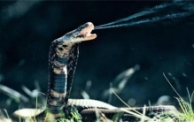 为什么有的蛇有毒  有的没有毒  蛇毒是怎么来的