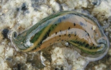 世界上10种恐怖的动物哪一种会让你心跳加速加快,世界史上十大最恐怖的动物