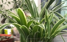 水培易养活的绿植,什么水培绿植最好养活