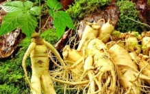 东北奇闻异事关于人参的民间传说你知道多少个,东北挖人参的传说故事