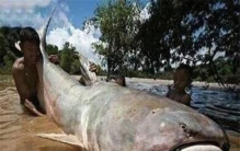 世界上最大的鲶鱼是什么 生长在东南亚地带的巨型鲶鱼