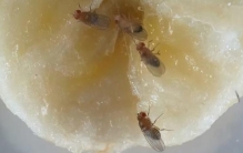 果蝇和人类,丧尸的历史进化过程