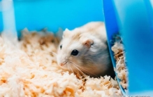 2年仓鼠相当于人多大,仓鼠怎么判断它的年龄