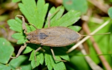 常见水生昆虫水蝎子有哪些,各种各样的水生昆虫