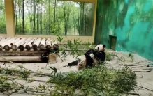 为什么小小的昆虫有各种武器，而体型大的动物看起来没什么能力？