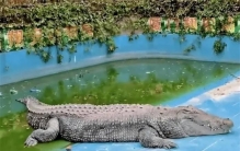 从台湾送到厦门6年就被养死了，湾鳄小河暴瘦溃烂露骨，疑受虐待