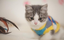 猫的智商低有什么表现,智商不高的猫特征