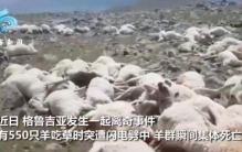 550只羊吃草时遭雷瞬间劈死,一次雷击居然能同时劈死500多只羊