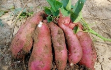 山西农妇挖出40斤超级红薯！世界之最究竟有多大？