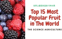世界上最受欢迎的15种水果