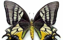 世界上十种珍贵的蝴蝶，金斑喙凤蝶占据魁首
