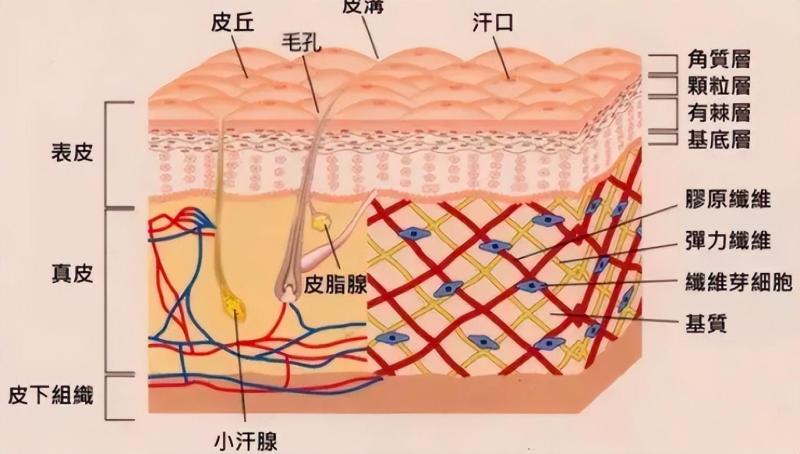 【人类皮肤究竟有多神奇，科学家都无法解释，堪称人体最诡异的器官 】图3