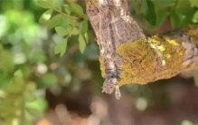 世界上最神秘的树，全球只有一地能生长，村民都因此树暴富