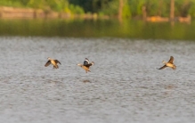 “世界上最小的鸭子”现身海珠湿地，为国家Ⅱ级重点保护野生动物