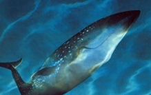 发现世界上最长的动物是多少米？超越蓝鲸的神秘生物达55米