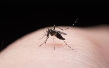 转基因害虫的到来 美国释放上亿只蚊子（人造蚊子）