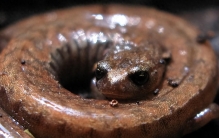 奇异生物呼吸之谜：揭秘加州细长蝾螈的独特生存技能