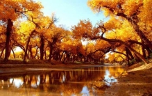 中国最美的8大胡杨林，新疆上榜五处胡杨林