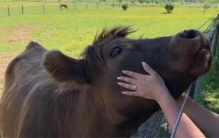 马牛体验：美国开始流行牧场旅游  75美元和奶牛亲热1小时