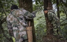 深度揭秘云南最神秘的蜂蜜猎人，用命换美食