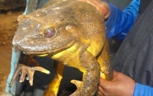 世界上最大的青蛙，能够意识筑巢，但还是沦为了宠物